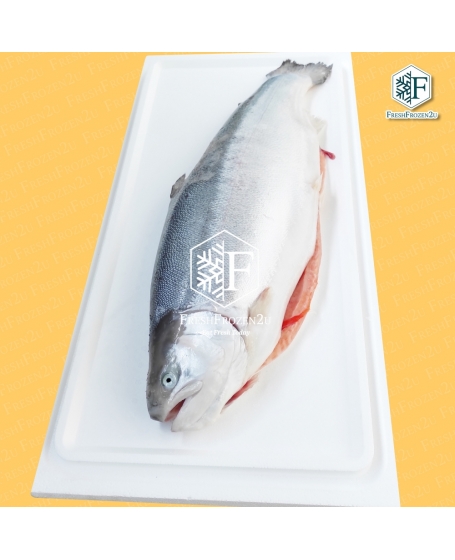 Fish Salmon Trout Norway (Half fish) (±2.1 kg) 挪威三文鱼(半切)