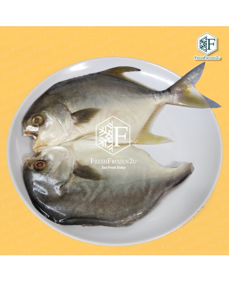 Fish Pomfret Golden Brined (350 g) 金鲳鱼-一日鲜