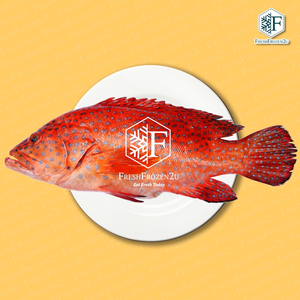 Fish Steak Wild Grouper Coral Trout (700 g)