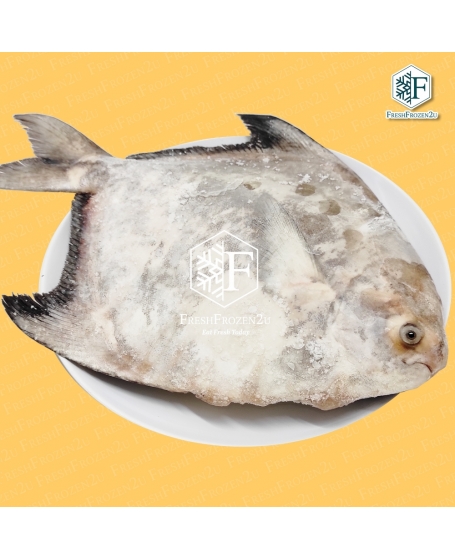 Fish Pomfret Chinese Cleaned (>1.1 kg) 沙巴斗鲳鱼