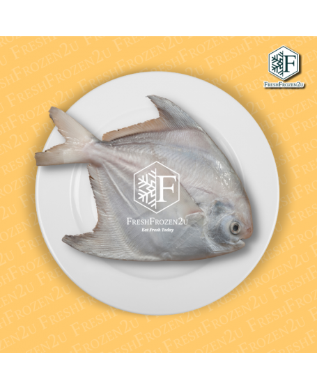 Chinese Pomfret Fish Bawal Tambak 斗鲳 350g