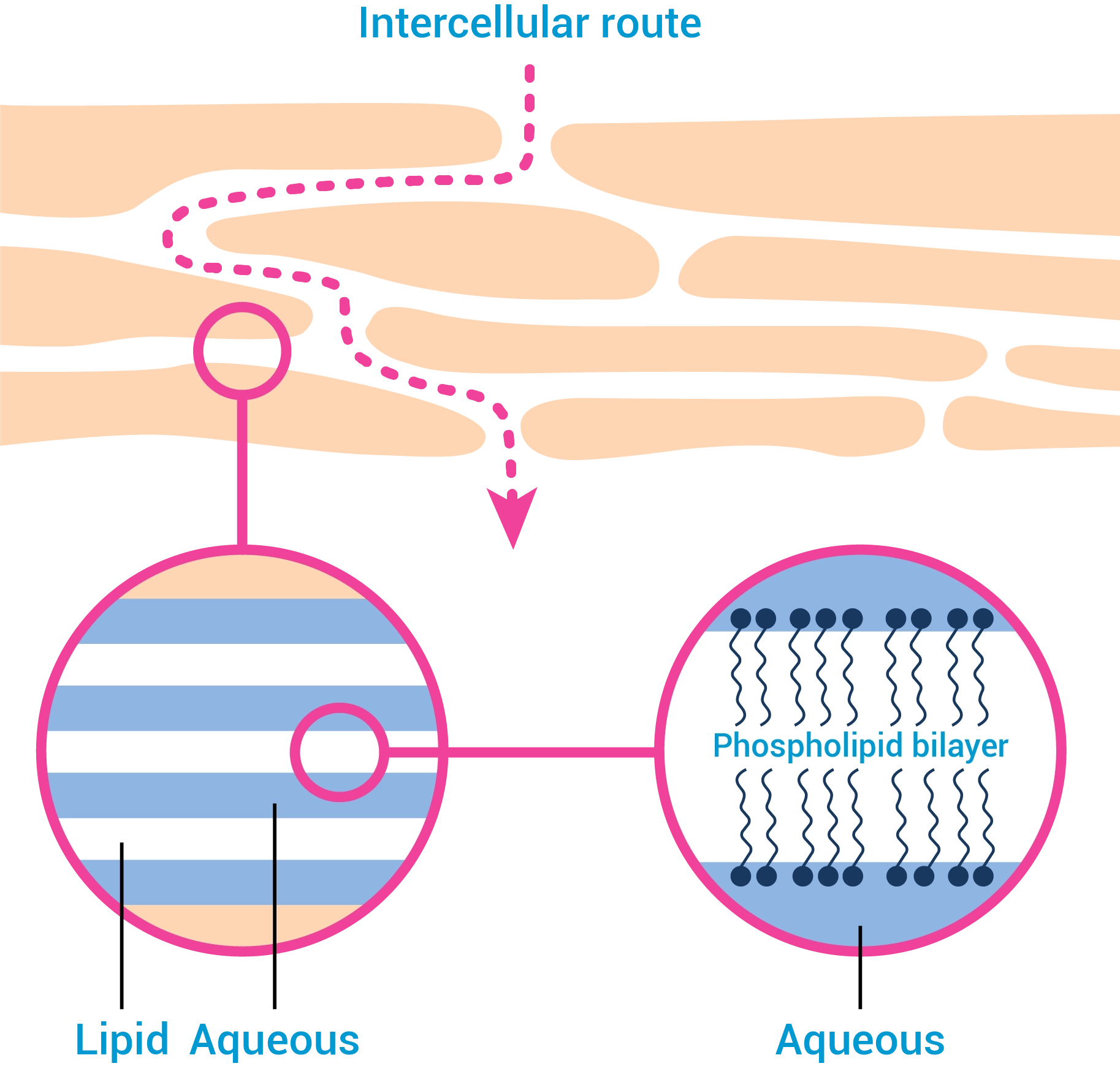 Repair and Restore Skin Barrier