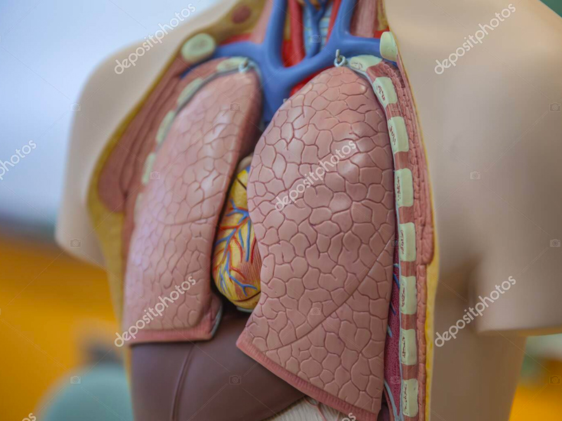 Venous Disease